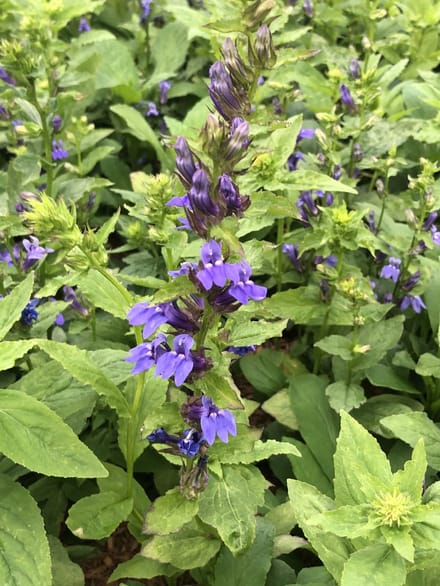 6x Virginische lobelia - Lobelia siphilitica | 9x9 cm pot