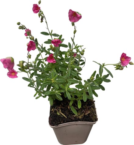 6x Zonneroosje - Helianthemum hybr. 'Ben Hope' | 9x9 cm pot