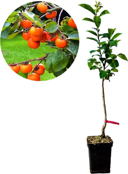 Diospyros kaki ‘Cioccolatino’, Kaki, Hoogte 100cm, 5 liter pot
