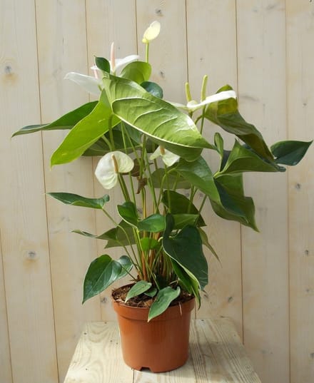 Warentuin natuurlijk - Flamingoplant Anthurium wit 60 cm
