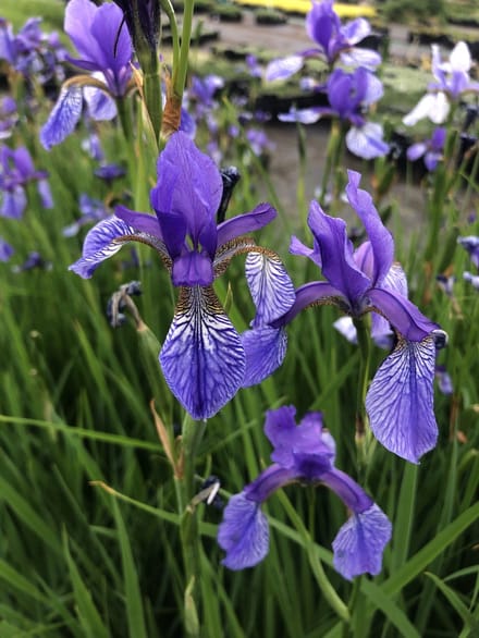 6x Baardloze Iris - Iris Sibirica | 9x9 cm pot