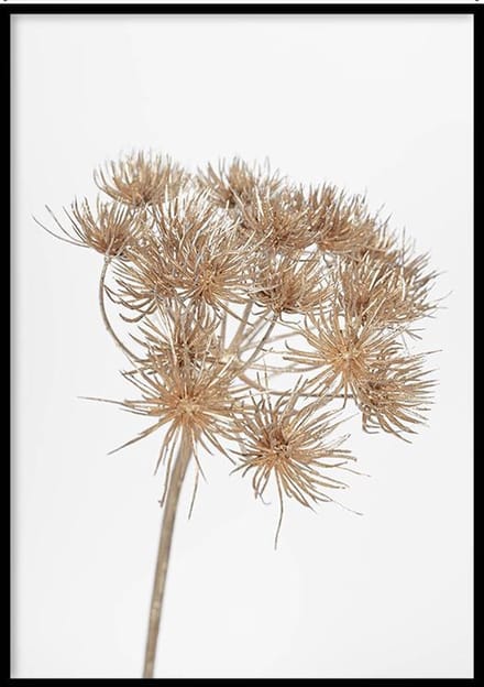 Poster Berenklauw - 30x40cm - Poster Droogbloemen - WALLLL
