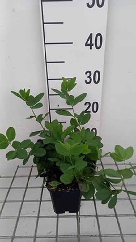 6x Valse Indigo - Baptisia hybr. 'Lemon Meringue' | 9x9 cm pot
