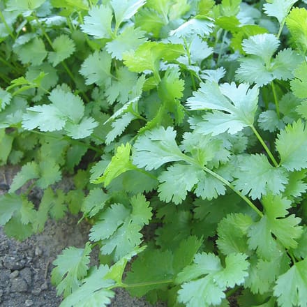 Sluis Garden - Koriander Marino Biologisch (Coriandrum sativum)