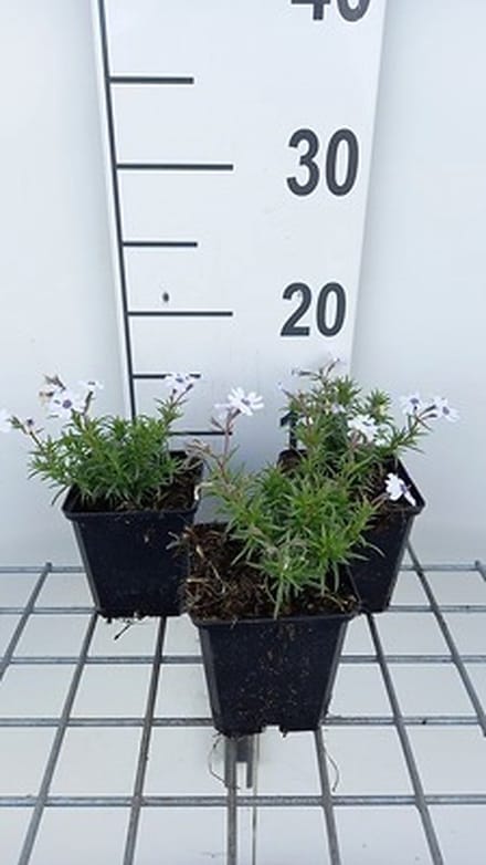 6x Vlambloem - Phlox (s) 'Bavaria' | 9x9 cm pot