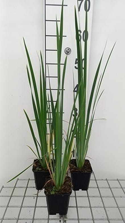 6x Baardloze iris - Iris sib. 'Perry's Blue' | 9x9 cm pot