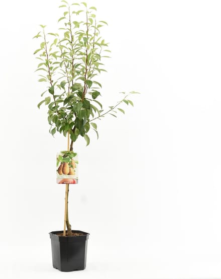 Pyrus communis Triomphe de Vienne | handpeer | laagstam