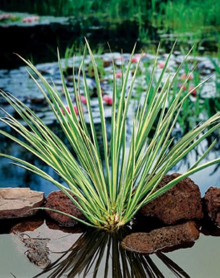 Acorus calamus Gramineus P9