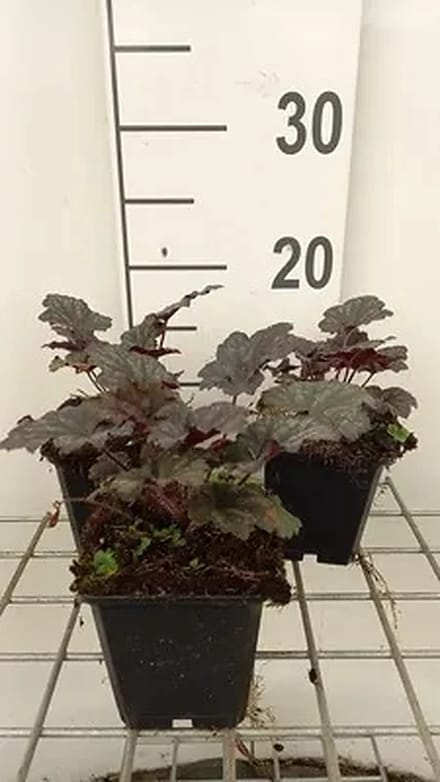6x Purperklokje - Heuchera hybr. 'Frosted Violet Dream' | 9x9 cm pot