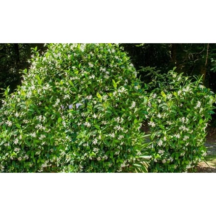 GARDENZO - 3x Toscaanse Jasmijn (Trachelospermum) in P9 25-40 cm