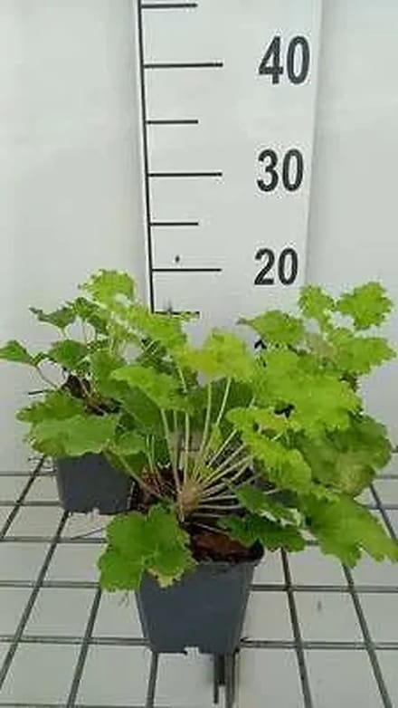 6x Purperklokje - Heuchera hybr. 'Lime Rickey' | 9x9 cm pot