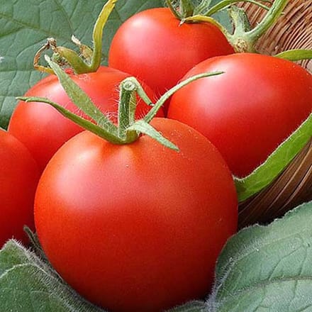 Tomaten zaden - Tomaat Moneymaker