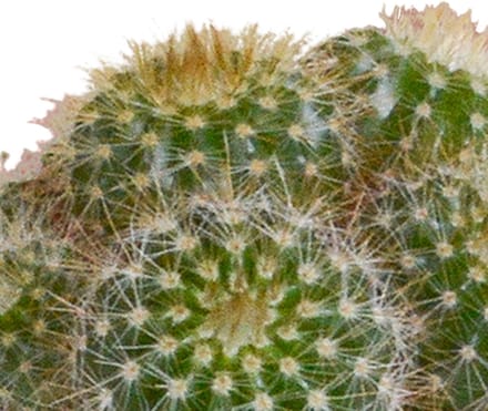 Cactus mix 5.5 cm in witte pot | 5 stuks