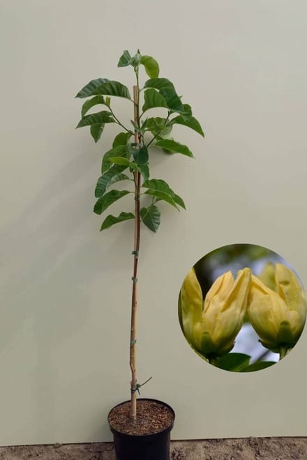 Jonge Gele Magnolia boom | Magnolia 'Yellow Bird' | 80-100cm hoogte