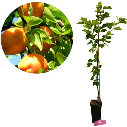 Prunus armeniaca 'Luizet' abrikoos, 1,5 liter pot