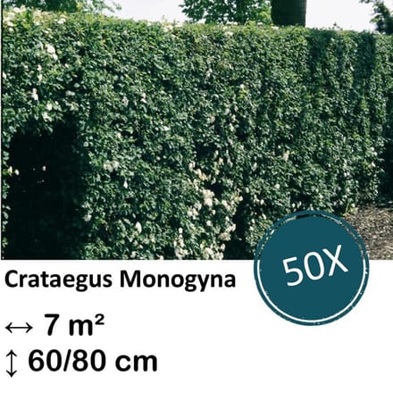 Green Harmony| Crataegus Monogyna - Kale wortel
