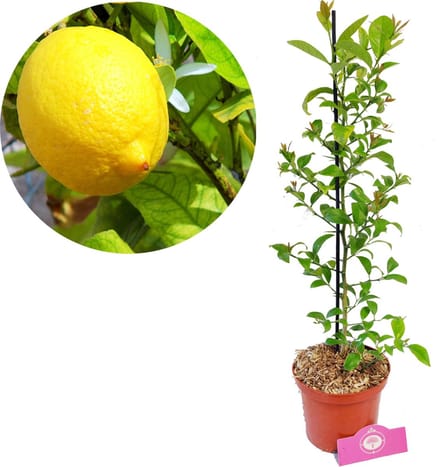 Citrus limon 'Citroenplant', 2 liter pot