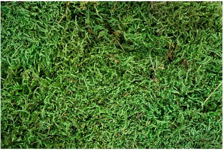 Groen Platmos - Doos 500gr - My Village
