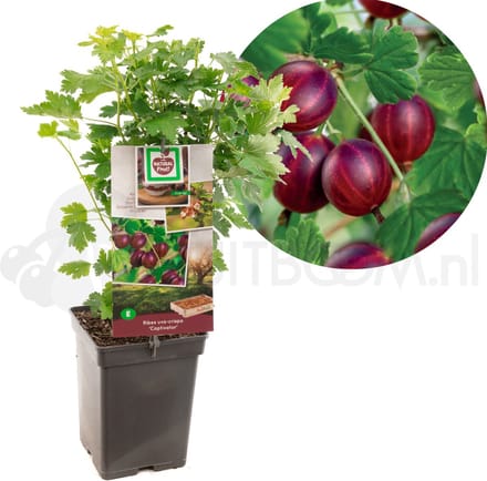 Ribes uva-cr. Captivator - zoete rode kruisbes - potmaat Ø18 cm