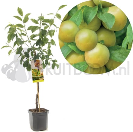 Prunus domestica Ontario | gele sappige pruim | laagstam