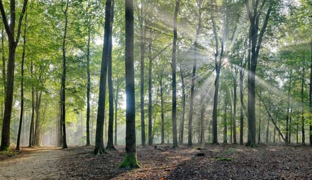 Fotobehang Beukenbos in herfstlicht 450 x 260 cm - € 295,--