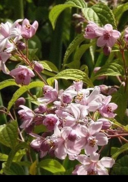 Deutzia hybr. 'Mont Rose' - Bruidsbloem 60- 80 cm in pot