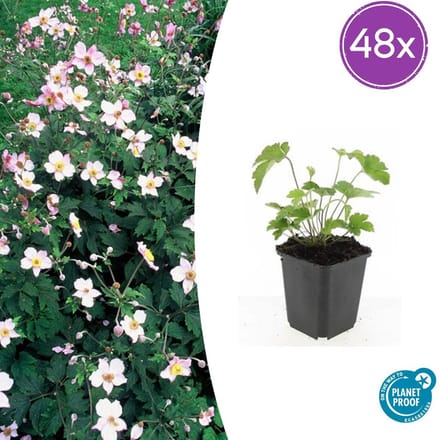 48 Stuks Behaarde herfstanemoon, Herfstbloeier, Wit tot Licht Rose, Anemone tom. Robustissima - 10-25cm - Ø9cm