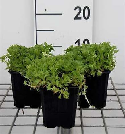6x Mossteenbreek - Saxifraga (a) 'Purpurteppich' | 9x9 cm pot