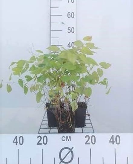 6x Elfenbloem - Epimedium pinn. 'Colchicum' | 9x9 cm pot