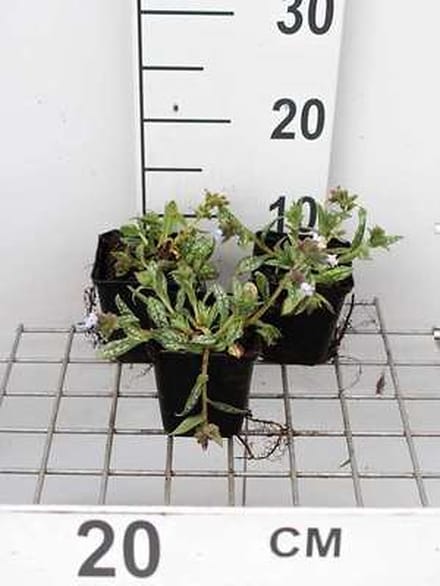 6x Pulmonaria - Pulmonaria hybr. 'Opal' | 9x9 cm pot