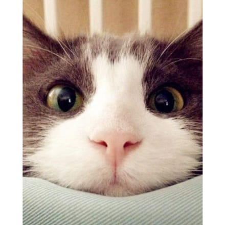 Peinture diamant 5D chat mignon broderie diamant affichage complet mosaïque diamant point de croix image 30X40CM white