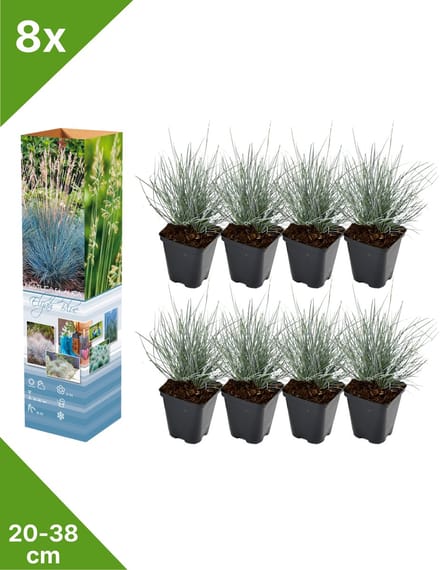 GARDENZO - 8x Blauw Schapengras - Festuca glauca 'Elijah Blue' - in P9 pot