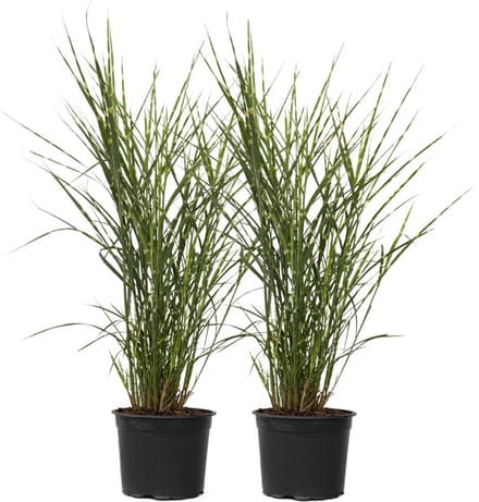 Plant in a Box - Miscanthus Zebrinus - Winterhard Siergras - Set van 2 - Pot 23cm - Hoogte 20-30cm