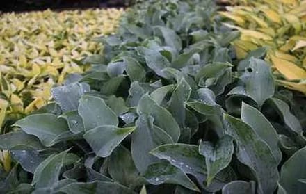 6x Funkia - Hosta hybr. 'Titanium' | 9x9 cm pot