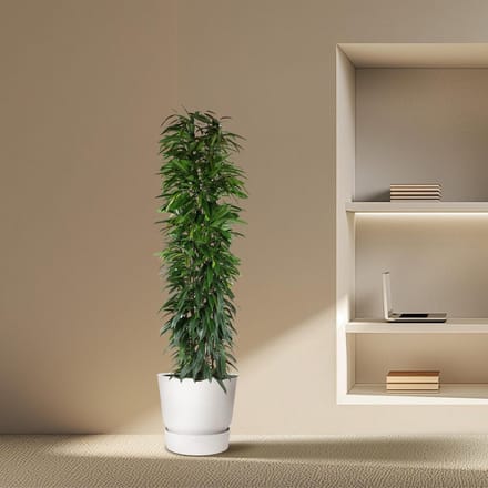 Ficus Alii King zuil - 200 cm - ø35