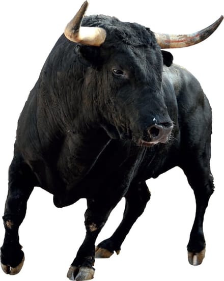 Muursticker Stier