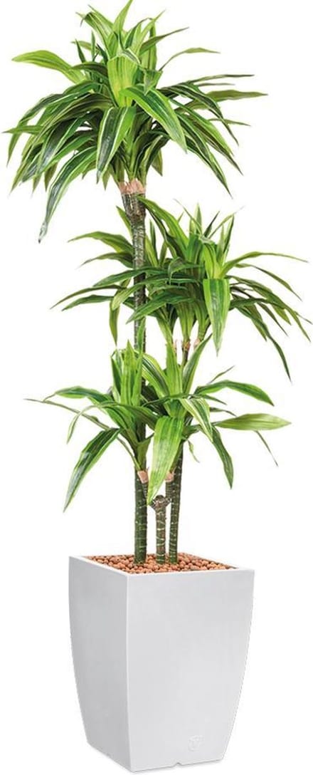 HTT - Kunstplant Dracaena Lemon Lime in Genesis vierkant wit H150 cm