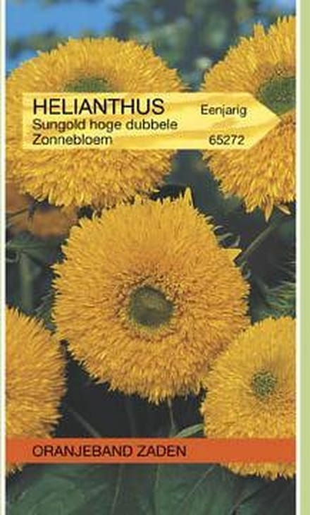 Oranjeband Zonnebloem Sungold Dubbelbloemig Hoog 180cm