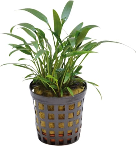 Aquafleur Cryptocoryne Amicorum in 5 cm pot