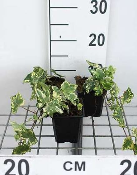 12x Hedera Helix 'Yellow Ripple' - Hedera helix 'Yellow Ripple' | 9x9 cm pot