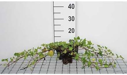 12x Klimop 'Shamrock' - Hedera helix 'Shamrock' | 9x9 cm pot