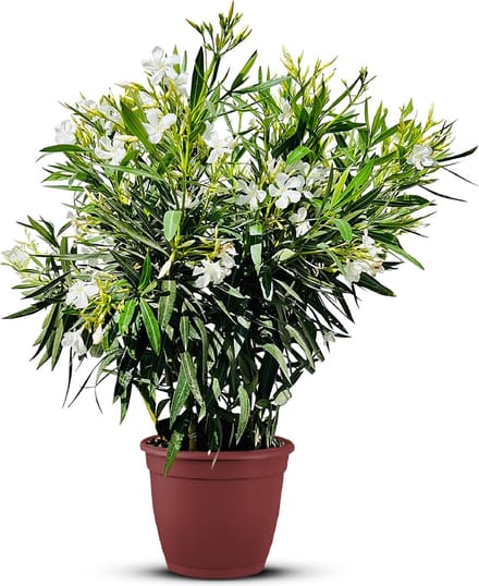 Tropictrees - Nerium Oleander - Oleander Wit - Witte bloemen - Pot ⌀ 27cm - Hoogte 80-100cm