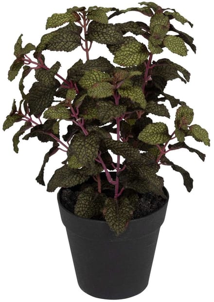 Munt in pot, groen-bordeaux 30cm