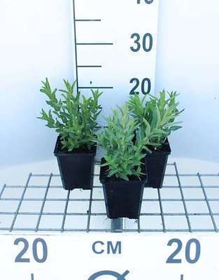 6x Kattenstaart - Lythrum salicaria | 9x9 cm pot
