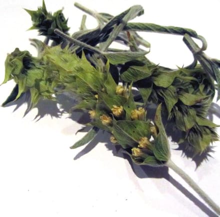 Griekse Bergthee  (Bio) 25 gr.