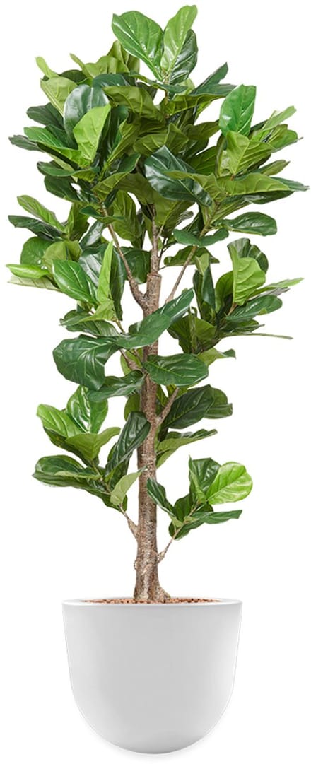 Kunstplant Ficus Lyrata in Eggy H200 cm