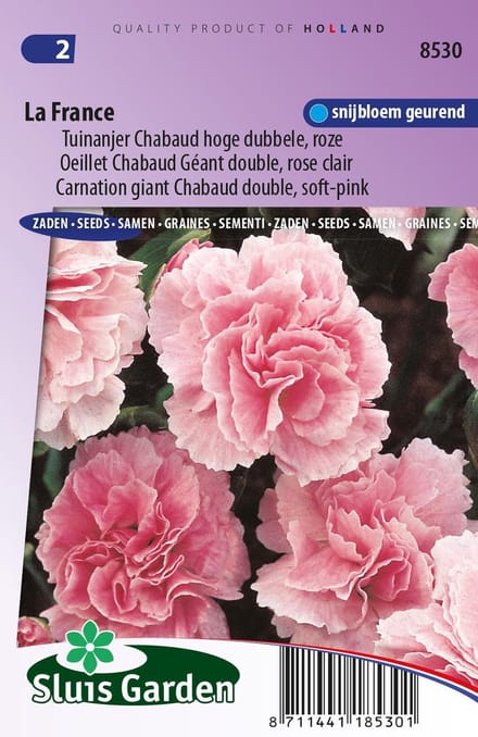 Sluis Garden - Tuinanjer, Anjer Chabaud La France (Dianthus)