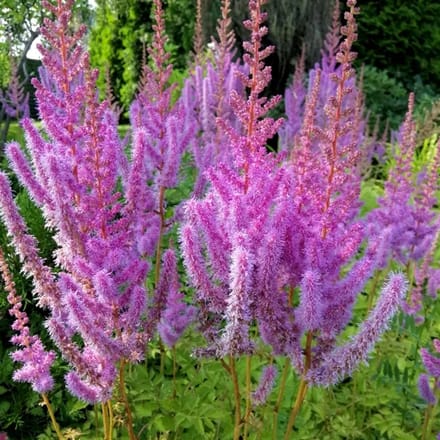 Astilbe chinensis 'Superba' - Pluimspirea - Wortelgoed - 5 stuks