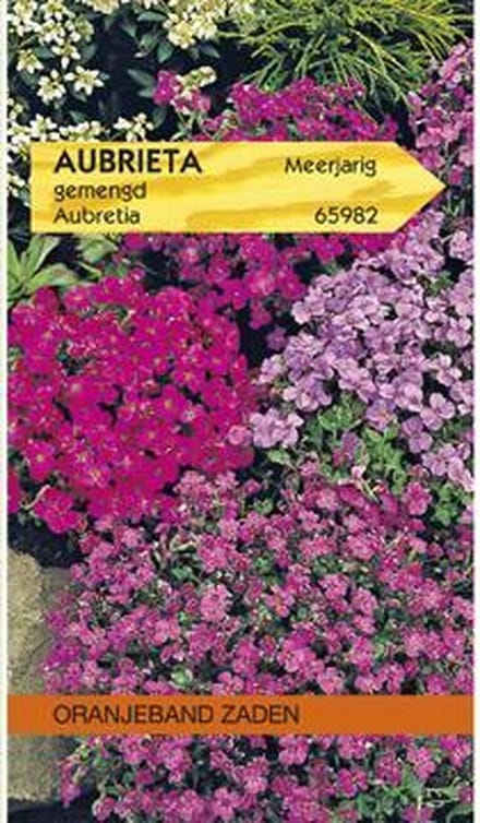 Oranjebandzaden -  Aubrietia, Blauwkussen gemengd