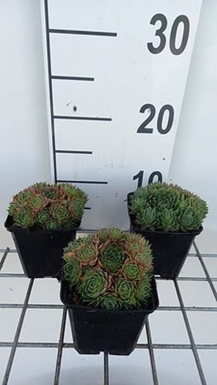 6x Huislook - Sempervivum hybr. 'Triste' | 9x9 cm pot